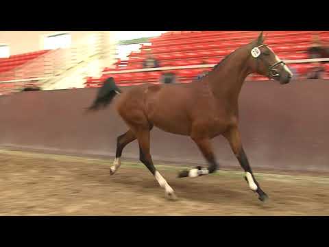 30. Mecklenburger Körtage 2020 - Kat.Nr. 81 Junghengst v. Legorado - Balou du Rouet