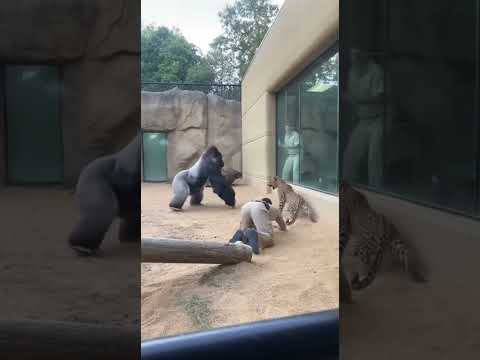 Unbelievable Jungle Hero Gorilla Risks Everything to Save Zookeeper from Leopard!