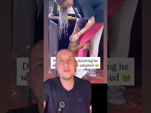 Забрала собаку из приюта