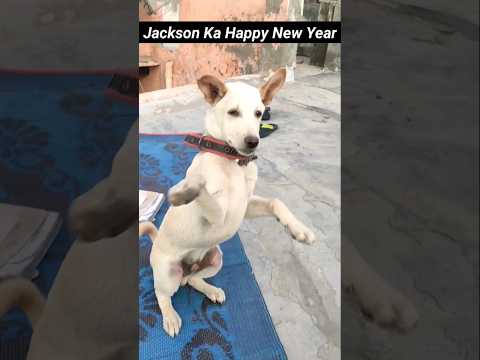 Jackson Ka Happy New Year #dog #doglife #doglover #shorts #trending #viral #pet #dogs #pitbull