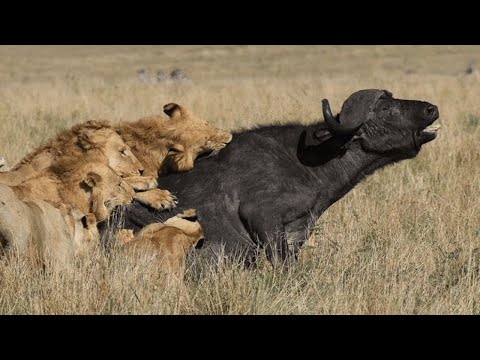 Caçadores da Africa - O Desafiador Búfalo