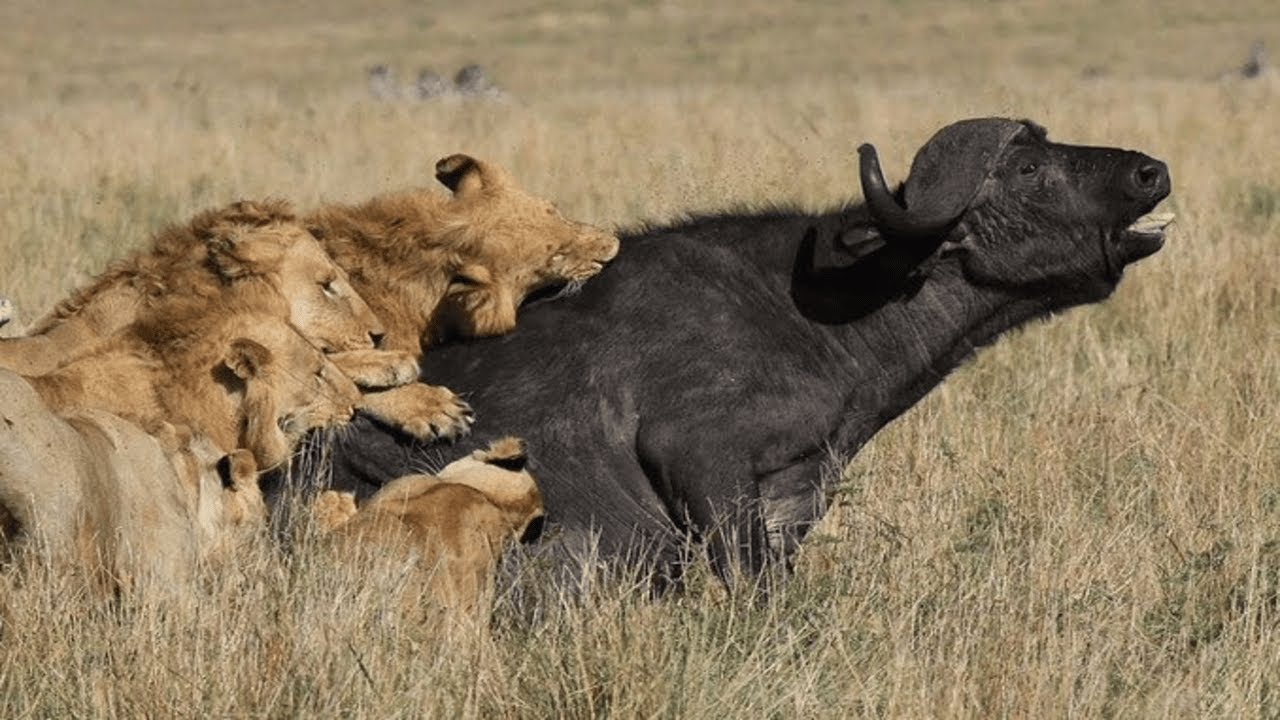 Caçadores da Africa - O Desafiador Búfalo