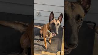 Video preview image #1 Mutt Puppy For Sale in Stevens Point, WI, USA