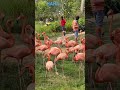Prankster Kid Saw American Flamingo Shorts Viral Funny Prank Birds America Flamengo
