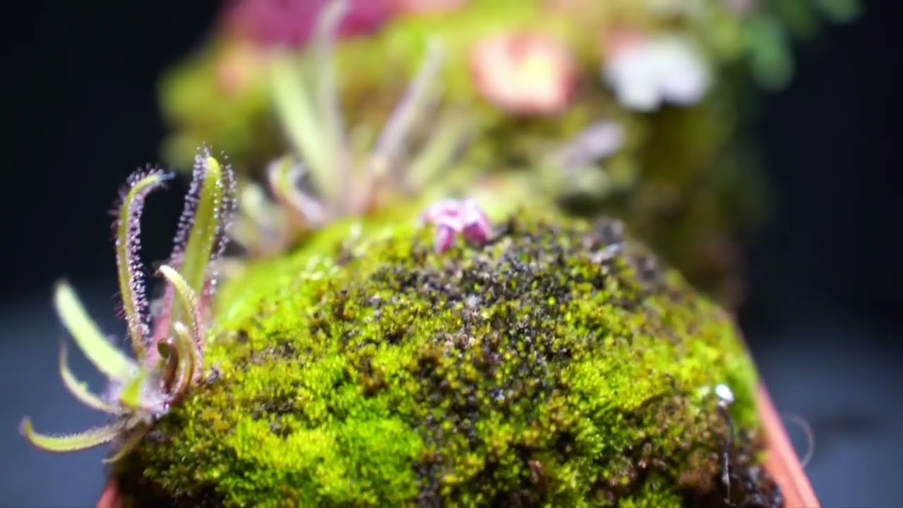carnivorous plants rock garden