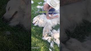 When Shedding Season Hits.#shed #sheddog #shedding #dog #funny #doggielife #scottiedogs #dogwash