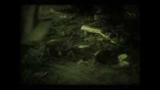 Robert Pollard | The Weekly Crow