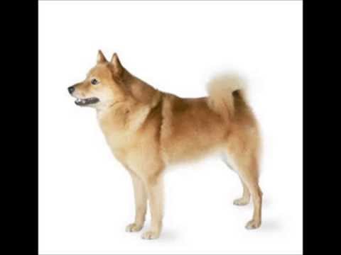 Finnish Spitz