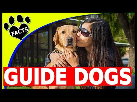 Top 5 Service Dog Breeds Guiding the Blind  - Guide Dogs