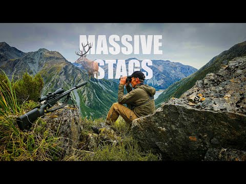 MASSIVE RED STAGS / NZ PUBLIC LAND DREAM HUNT