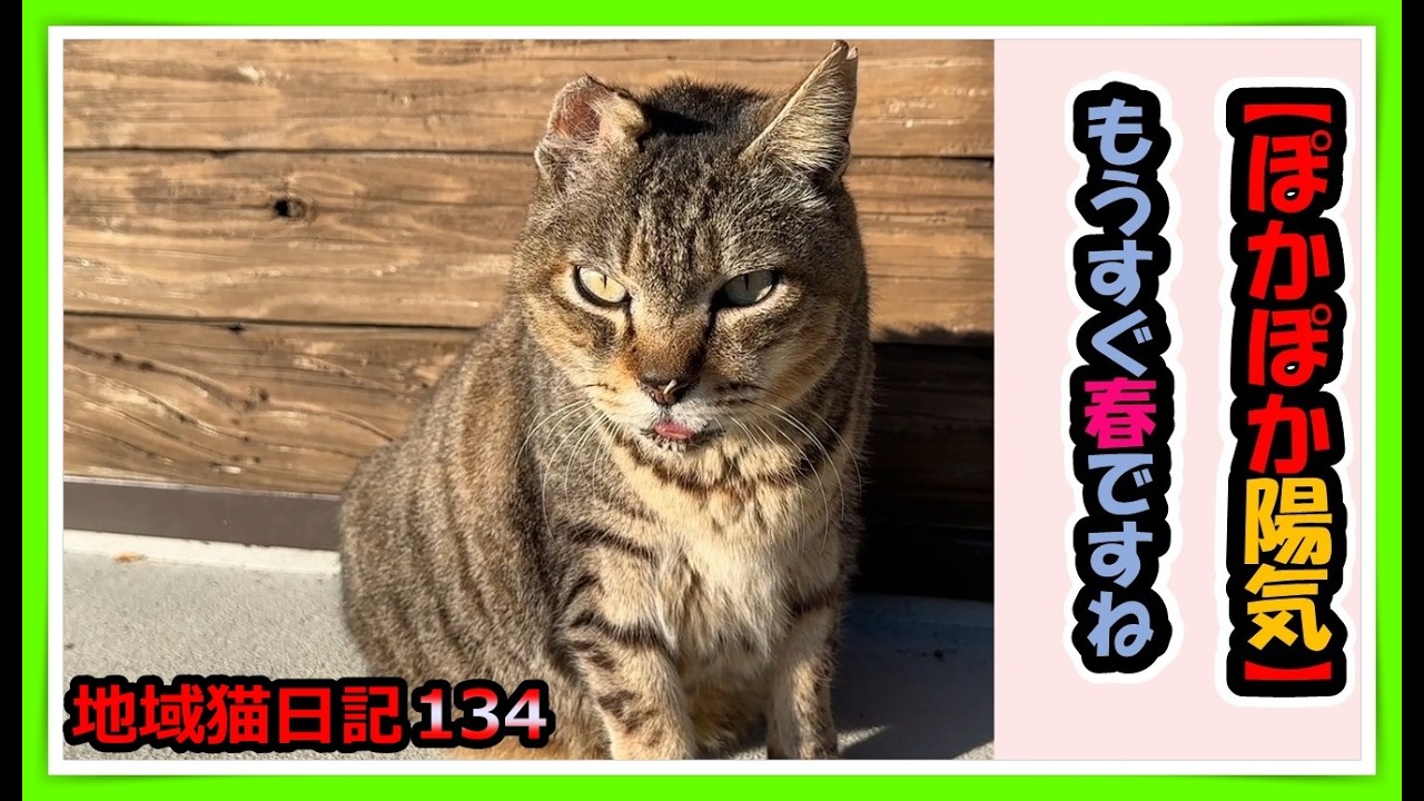 【ぽかぽか陽気🌞】過酷な寒い冬も終わりをつげ、過ごしやすい春がもうすぐやって来ます。地域猫😺たちもぽかぽか陽気につられて日向ぼっこ。まったりしている顔を見ると...私もほっこり癒されます。　#猫