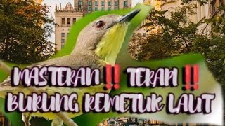Download lagu MASTERAN‼️TERAPI‼️BURUNG REMETUK LAUT mp3