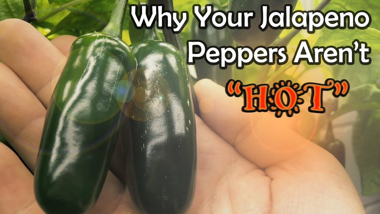 Why are my jalapenos not hot? Zandex