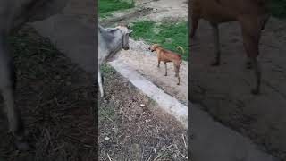 gappe chase play with cow 🐄 5