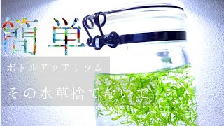 ラウンドミニ水槽＠余った水草でお手軽ボトルアクアリウム【アクアリウムダイアリー#4】