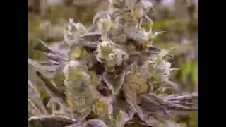 Weed GIF