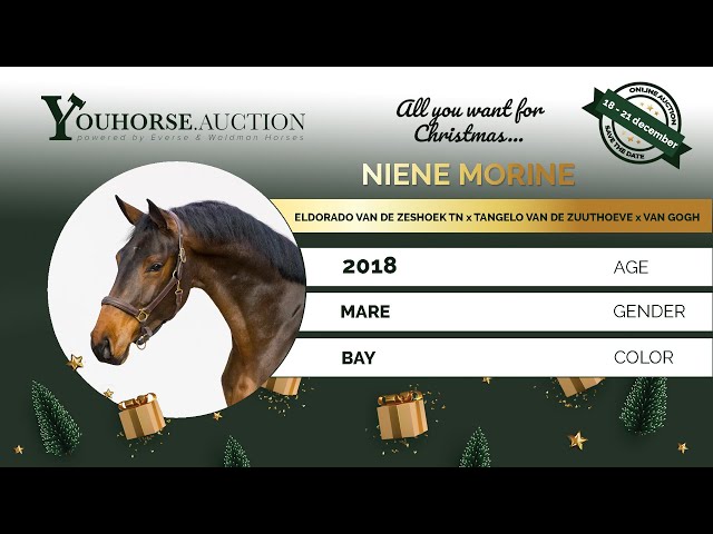 Niene Morine under the saddle Jumping