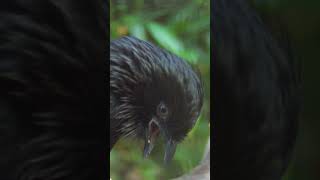 Download lagu Momen-momen Memukau bersama Burung Gagak #burung #tamanburung #suaraburung #pengamatanburung #pertunjukanburung mp3 Download lagu Momen-momen Memukau bersama Burung Gagak #burung #tamanburung #suaraburung #pengamatanburung #pertunjukanburung mp3