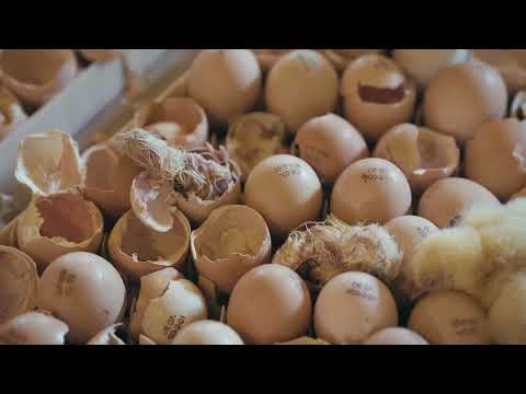 MuD Tierschutz: Schlupf im Stall