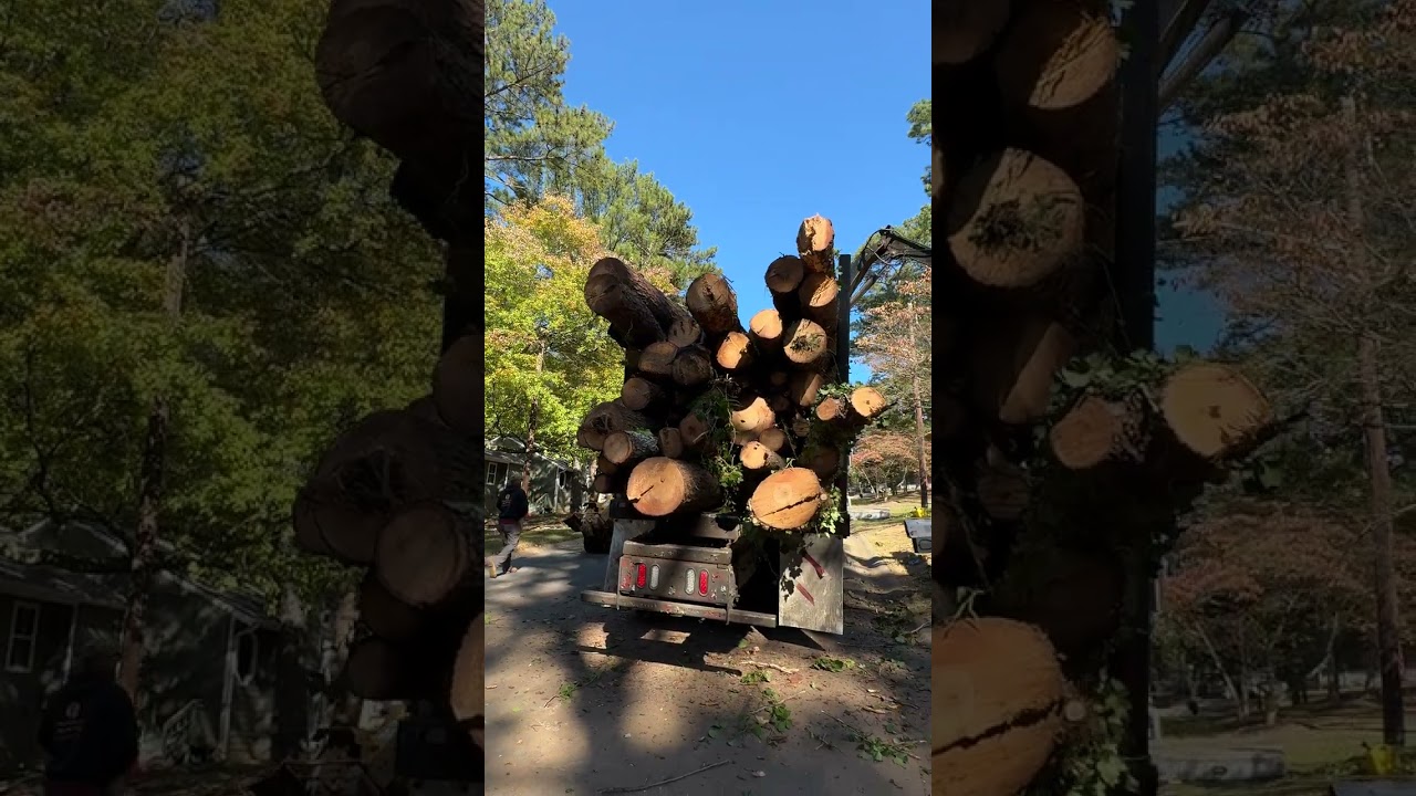 How much does it cost to remove a tree near me?