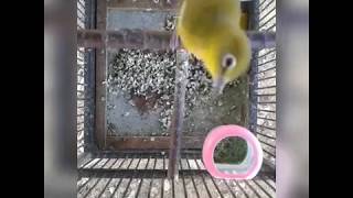 Download lagu Pleci Sulawesi dada kuning ngeroll mp3 Download lagu Pleci Sulawesi dada kuning ngeroll mp3