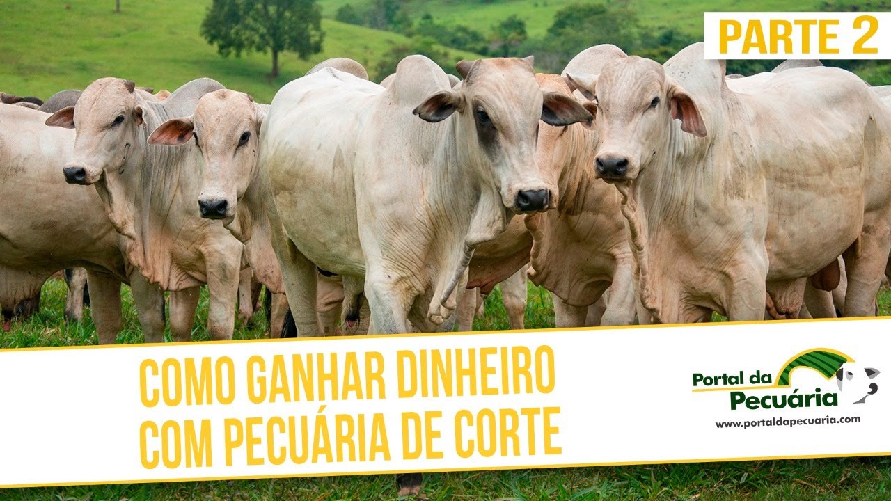 Como ganhar dinheiro com pecuária de corte - Parte 2