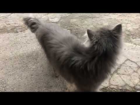 Pusa From Unaizah AL Qassim Saudi Arabia 🇸🇦