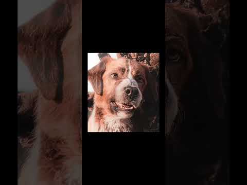 call of the wind the song is kamin