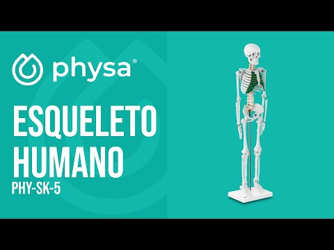 vídeo - Esqueleto humano - modelo anatómico - 85 cm