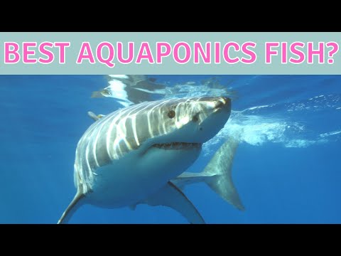 , title : 'What are the Best Fish for Aquaponics Systems in California?'