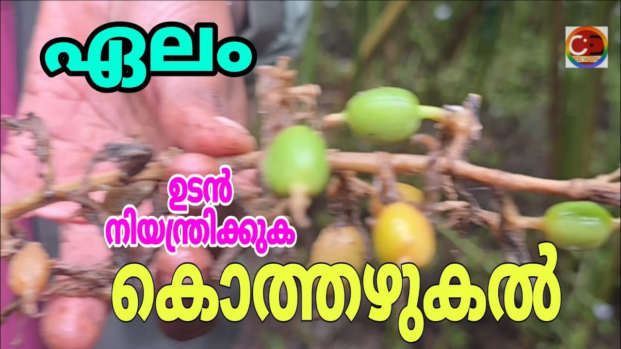 കൊത്തഴുകൽ വ്യാപകം I നിയന്ത്രി ച്ചില്ലങ്കിൽ പെട്ടെന്ന് പടർന്നു പിടിക്കും I ഉടൻ നിയന്ത്രിക്കാം |  The rot is widespread. If not controlled, it will spread quickly. It can be controlled immediately.