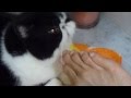 Cat S Foot Cleaning Service