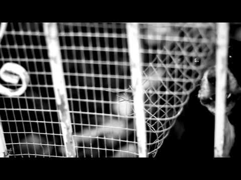 NEJO - "LA CADILAC" (OFFICIAL VIDEO) -Road To Riches-