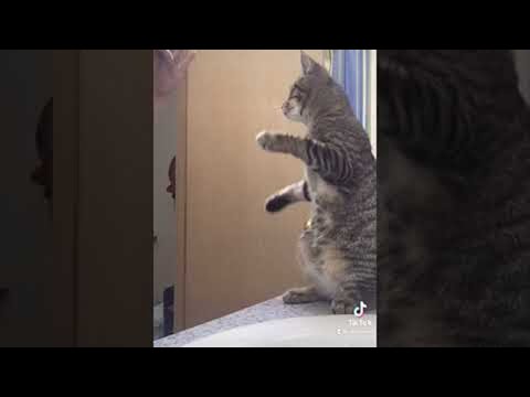 Cute Tabby Cat Mimics Owner Brushing Her Hair || ViralHog