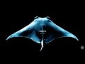KREAM Manta