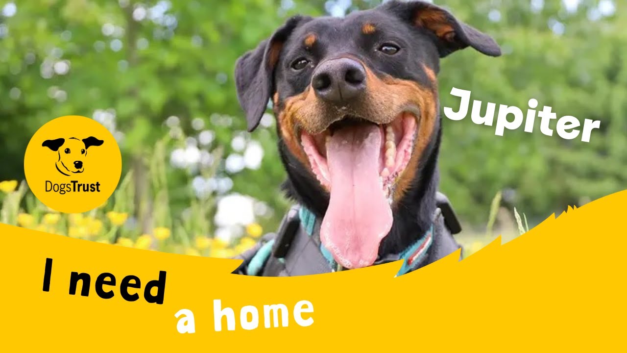 A preview of the dog's video