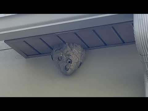 Homeowner Gets Stung by Hornets While Cleaning the Gutters in Spring Lake, NJ