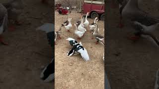 Download lagu Muscovy Duck Breeding With Geese Watching mp3 Download lagu Muscovy Duck Breeding With Geese Watching mp3
