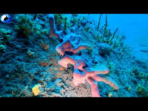 Petrosia (Petrosia) ficiformis