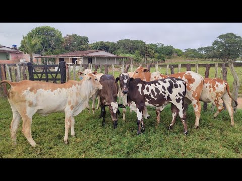 Com Documento à Venda! Fazenda Ouro Verde; Lagoa do Ouro-PE
