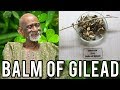 Dr Sebi Reveals What Herb Jesus Christ Used To Heal