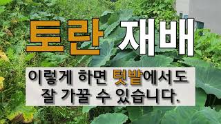 토란 재배 이렇게 하면 토란 나물도  토란 알도 실컷 먹을 수 있습니다. #주말 농장 #토란 가꾸기.