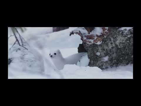 A reindeer’s Journey white stoat￼, and snow owl ￼