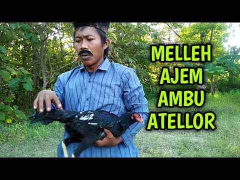 melleh-ajem-ambu-atellor