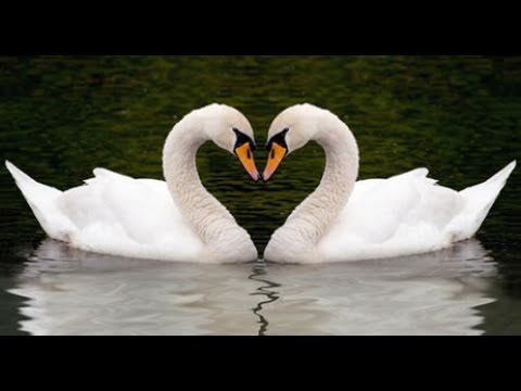 Imp der Übermensch trifft endlich seine DagiBee [FANTREFFEN]