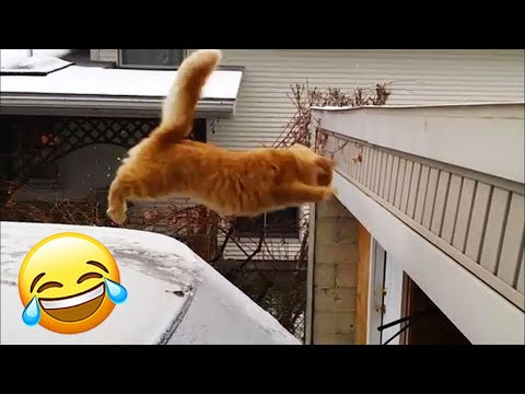 Try Not To Laugh 🤣 New Funny Cats Video 😹 - Fails of the Week Part 23
