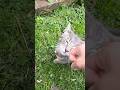 Grey Cat Is Back Has Very Loud Meows Cat Catlife Meowed Meow