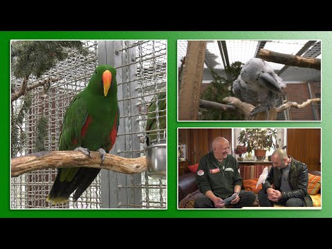 7 rules for keeping parrots - TierheimTV informs