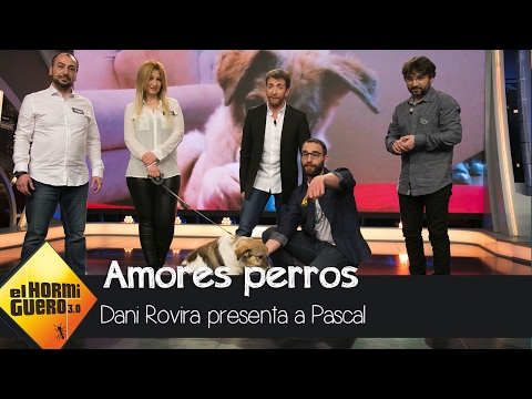 Dani Rovira presenta a Pascal, el perro que fue rociado con pegamento y barro - El Hormiguero 3.0