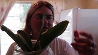 plant update new leaves, new roots